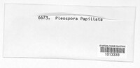 Pleospora papillata image